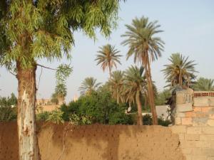 Palmeraie laghouat