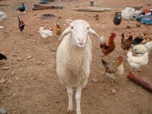 Mouton and Compagnie