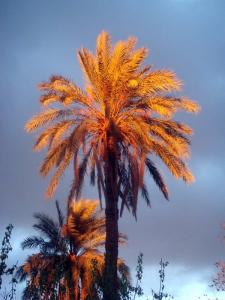 Palmier de la rue Djoudi Abdelkader le 04.12.08