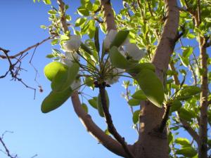 poirier (arrêt michellin)