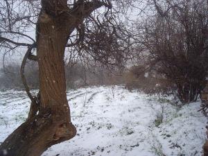 El Ghicha - les jardins sous neige hiver 2009-