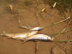 poisson de elwad de Village du sebgag