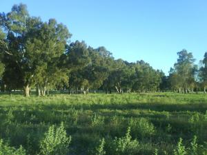 MERDJA MZAZ MESKIANA