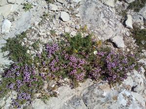 ??? ?? ???? ???? ??? ?????      ain elbordj