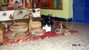 Un petit chat qui héberge dans l'auberge