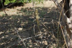 arbia /chir/batna         ALGERIE