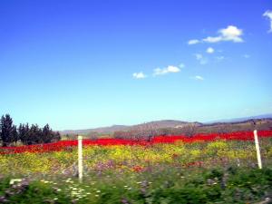 Timgad, Batna, Aurès
