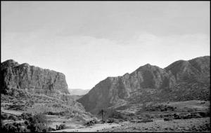 tighanimine le premier palmier qui cache les milliers (photo historique de 1895)