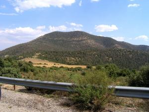 dying cedar forest, Belezma Park