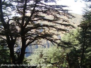 Djebel Babor(Jungles Et Montagnes)