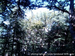 Djebel Babor(Jungles De la  Montagne)