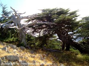 Djebel Babor(Des arbres géants)