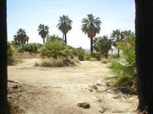 Biskra Palmiers Oasis II
