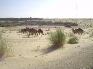 troupau de chameaux a biskra