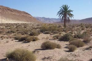 Steppe buissonneuse Biskra