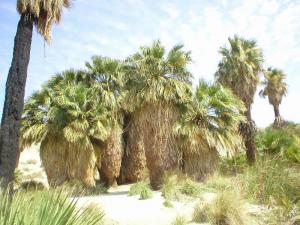 Biskra Palmeraies oasis