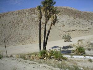 Biskra Palms Oasis I
