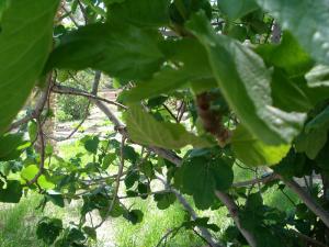 Karma a djnan de EL borj (Borj ben azzouz de Tolga )