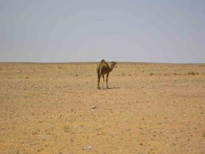 1 km de Béchar, Béchar (Algeria)