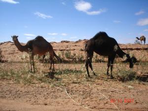 Sahl Labadla - Bechar