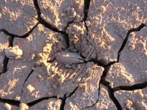 SAUVER BARRAGE DJORF TORBA