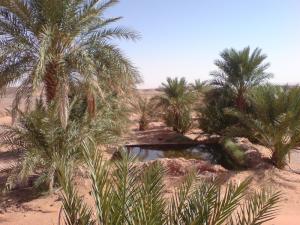 l'oasis de zgilma