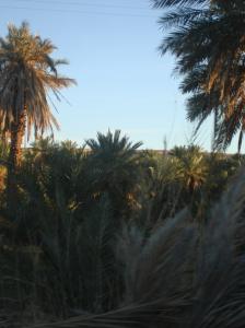 Taghit Palmeraie