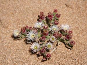Desert Flower