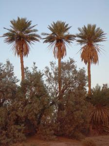 les 03 palmiers