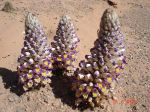 Plante de la région du djebel Oreid