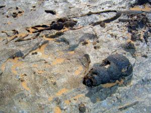 fossile rare de zeghamre