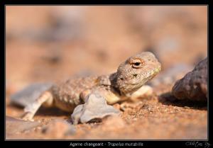 Agame Changeant