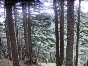 Chréa (Atlas blidéen), Wilaya de Blida