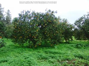 Amroussa (Bouinan - Atlas blidéen), Wilaya de Blida