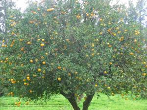 Amroussa (Bouinan - Atlas blidéen), Wilaya de Blida