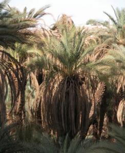 La palmeraie de Djanet