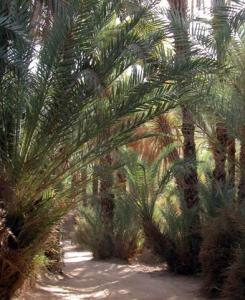 Dans la palmeraie de Djanet