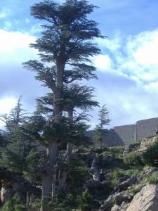 Cedre de Bouhmama, Khenchela