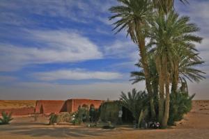 Timmimoun, café au milieu des palmiers