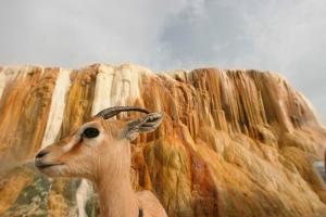 Gazelle à hamam meskhoutine, guelma