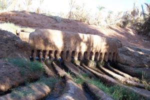 Le grand peigne de la palmeraie