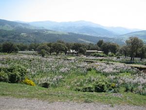 vallée de la Seybouse près de Souk Ahras