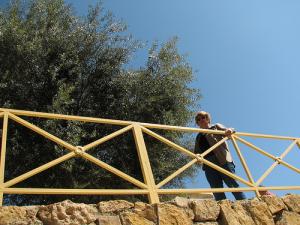 L'olivier de St Augustin