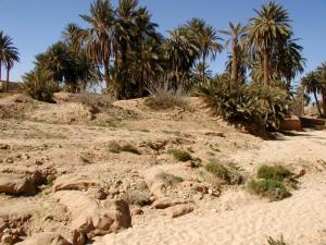 Paysage d'El Assafia