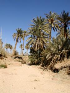 Palmeraie d'El Assafia
