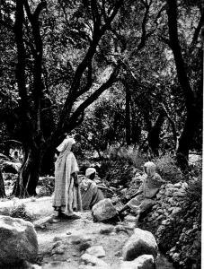 Oliviers de Beni Ferah, 1902