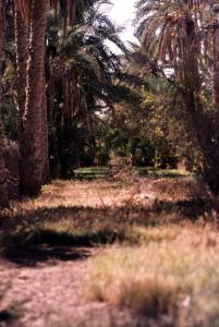 A l'intérieur de la palmeraie
