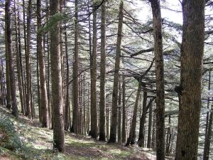 Mont de Chrea, Blida