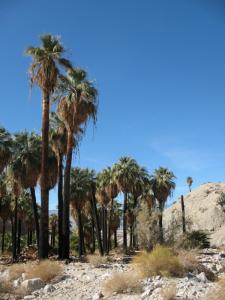 Dans la palmeraie de Biskra