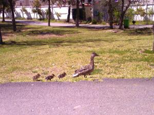 parc zoologique de borj blida